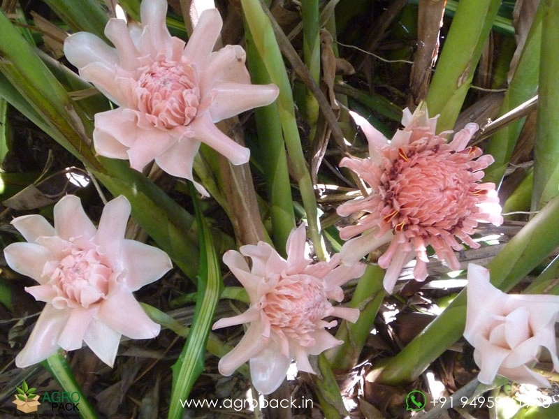 Torch-Ginger-Pink2
