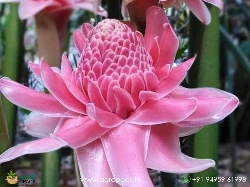 Torch-Ginger-Pink3