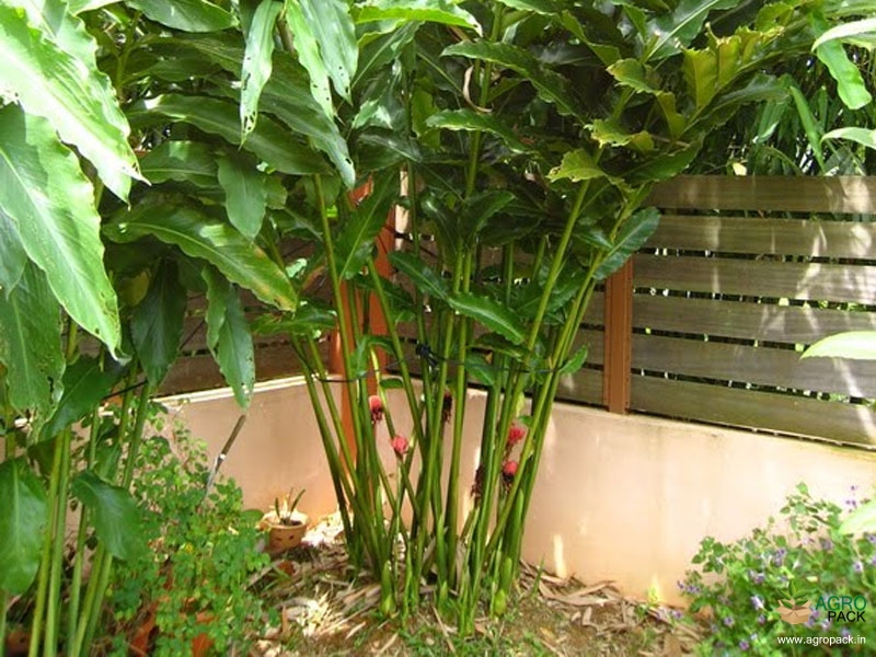 Torch-Ginger3