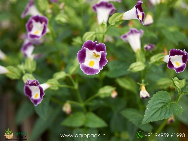 Torenia1
