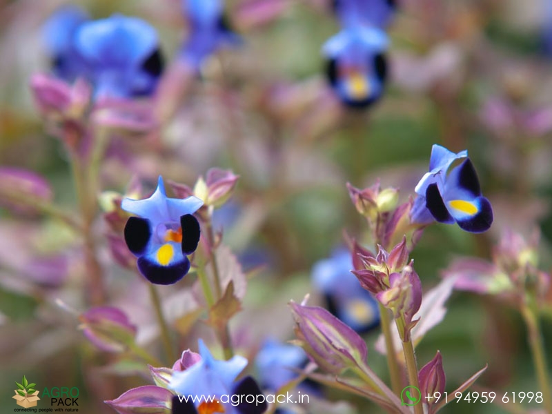 Torenia2