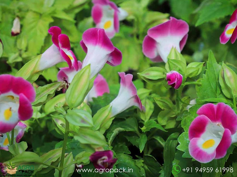 Torenia3