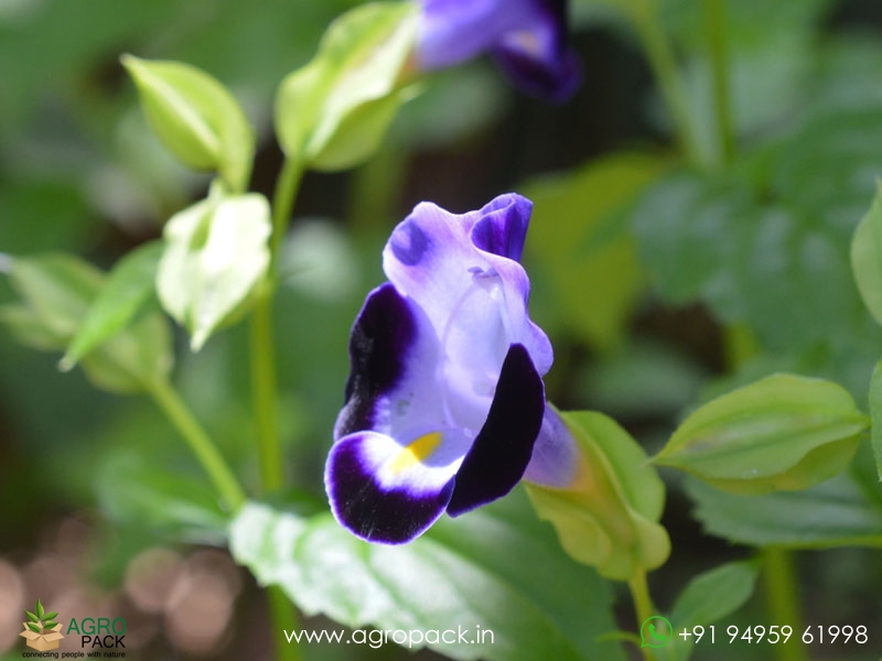 Torenia4
