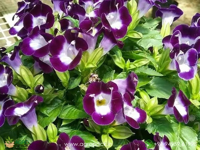Torenia5