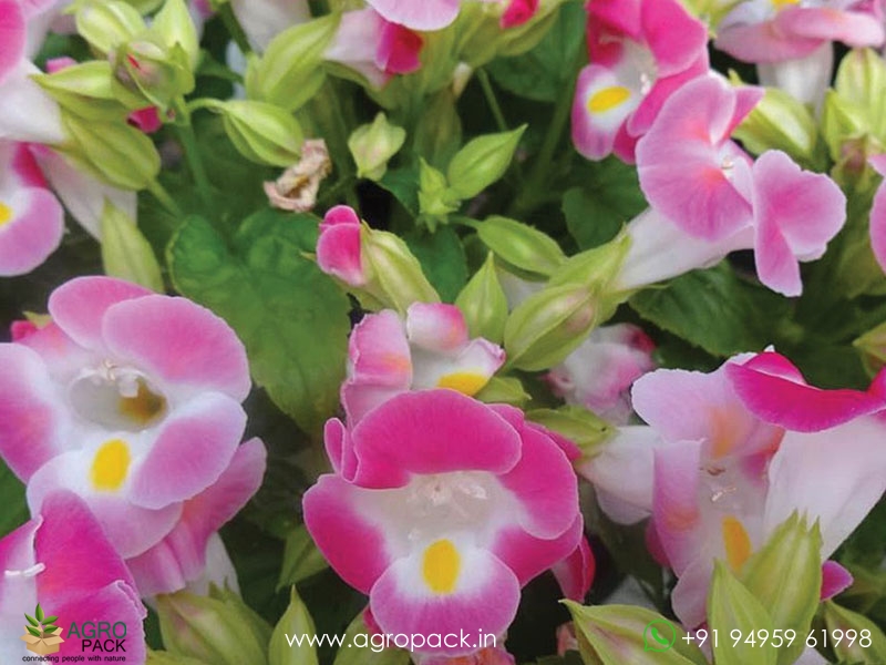 Torenia6