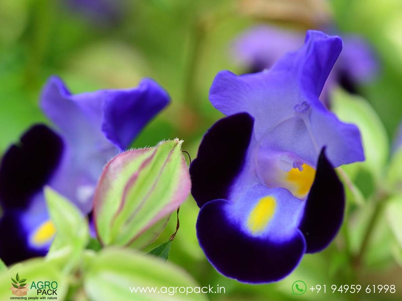 Torenia7