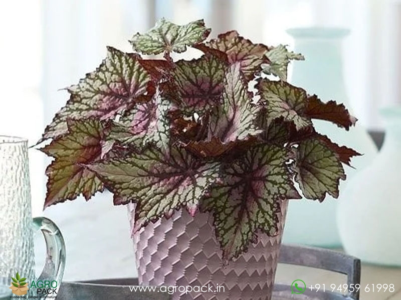 Tornado-Rex-Begonia1