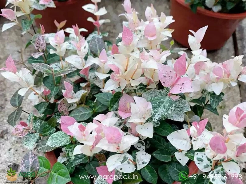 Trachelospermum-asiaticum-Tricolor-Asiatic-Jasmine1