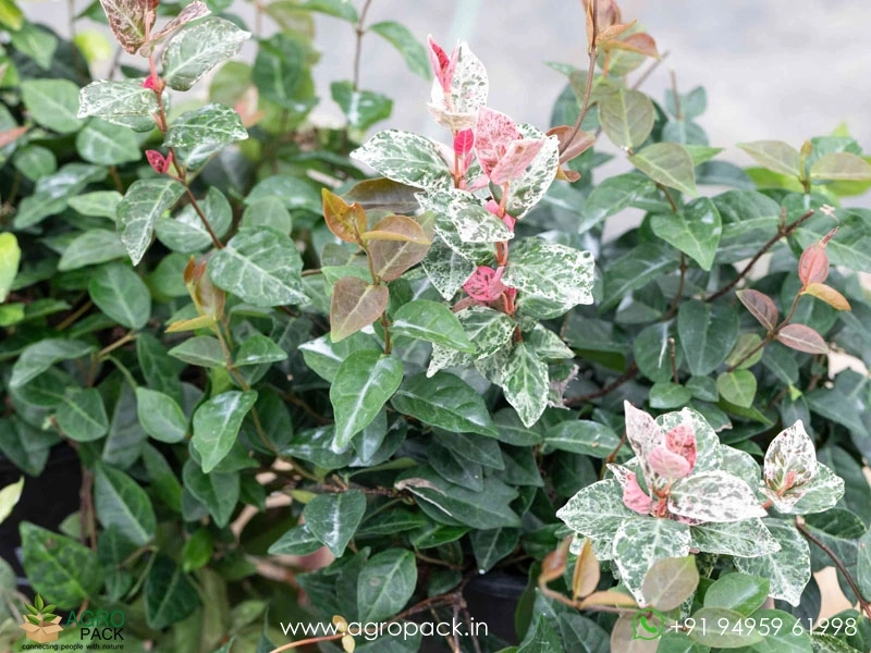 Trachelospermum-asiaticum-Tricolor-Asiatic-Jasmine2