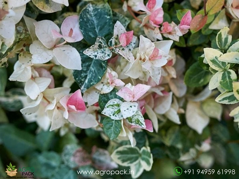 Trachelospermum-asiaticum-Tricolor-Asiatic-Jasmine3