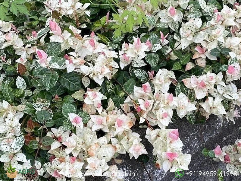 Trachelospermum-asiaticum-Tricolor-Asiatic-Jasmine4