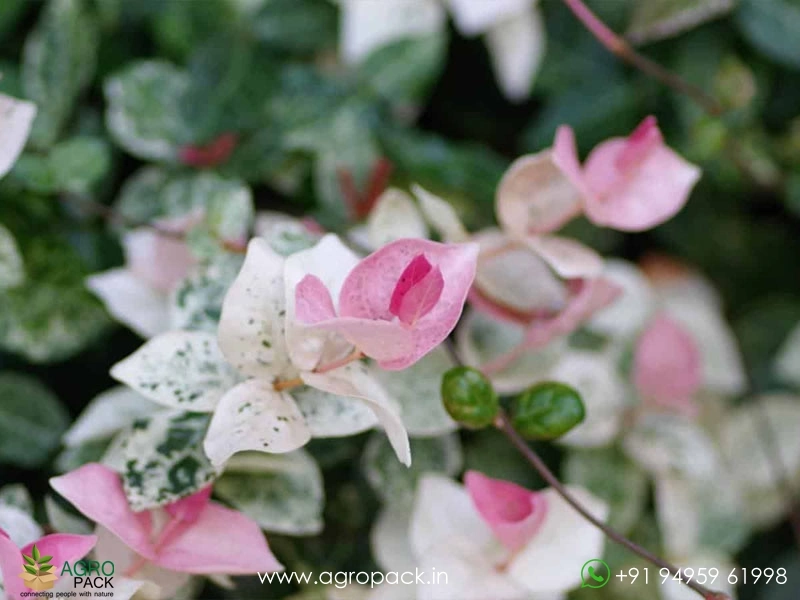 Trachelospermum-asiaticum-Tricolor-Asiatic-Jasmine5