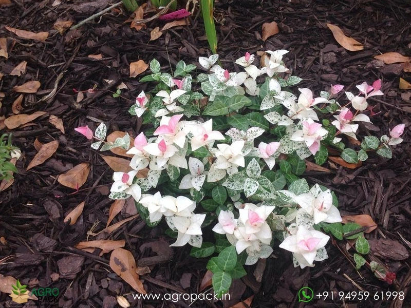 Trachelospermum-asiaticum-Tricolor-Asiatic-Jasmine6