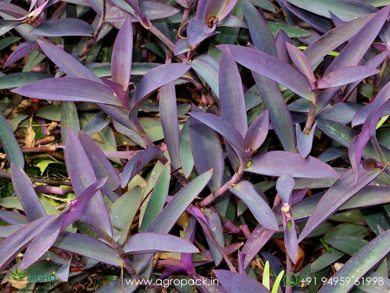 Tradescantia-Purple-Heart3