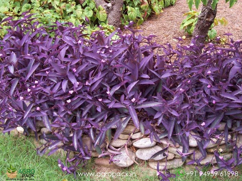 Tradescantia-Purple-Heart4
