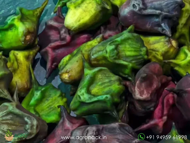 Trapa-natans-Water-Chestnut3