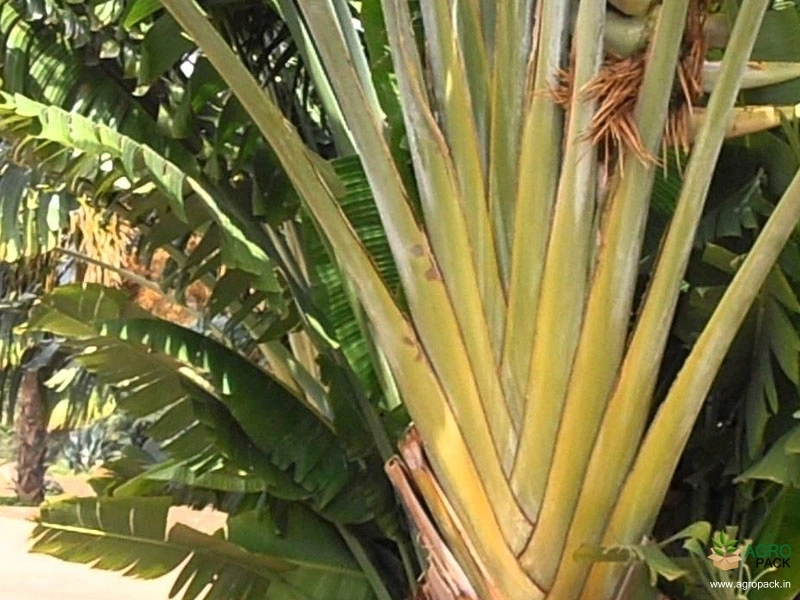 Travelers-Palm1