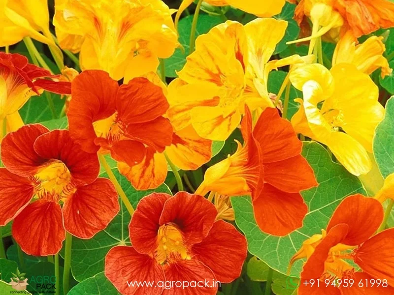 Tropaeolum-majus-Nasturtium1