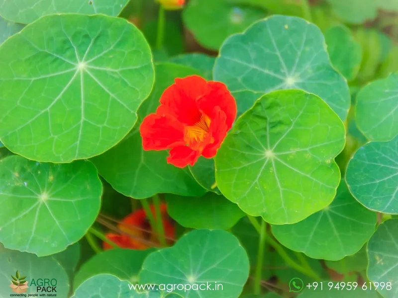 Tropaeolum-majus-Nasturtium2