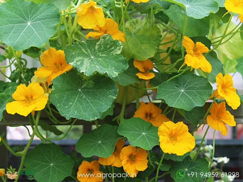 Tropaeolum-majus-Nasturtium3