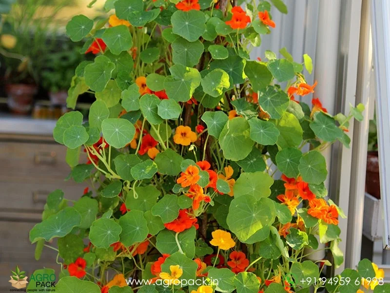 Tropaeolum-majus-Nasturtium4