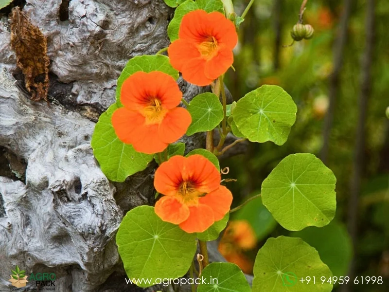 Tropaeolum-majus-Nasturtium5