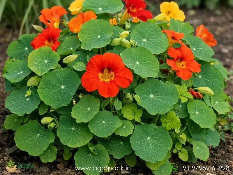 Tropaeolum-majus-Nasturtium6