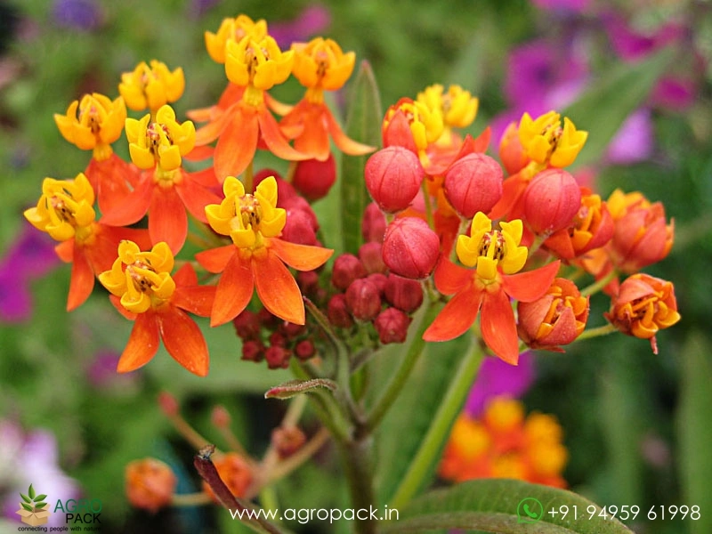 Tropical-Milkweed3