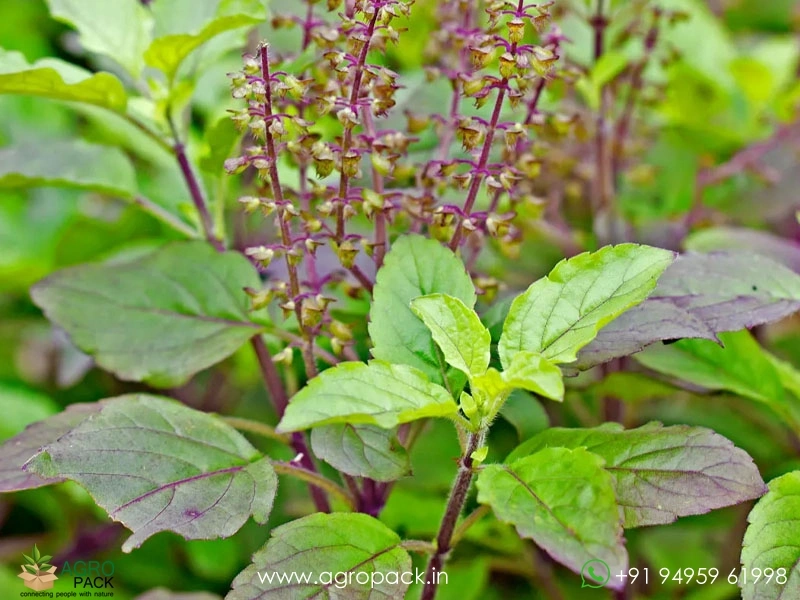 Tulsi-Holy-Basil-Ocimum-tenuiflorum1