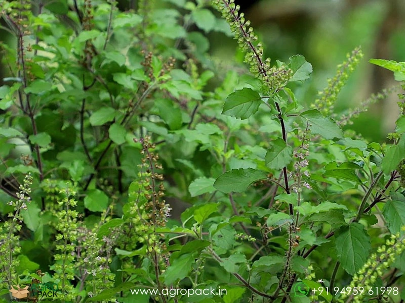 Tulsi-Holy-Basil-Ocimum-tenuiflorum2