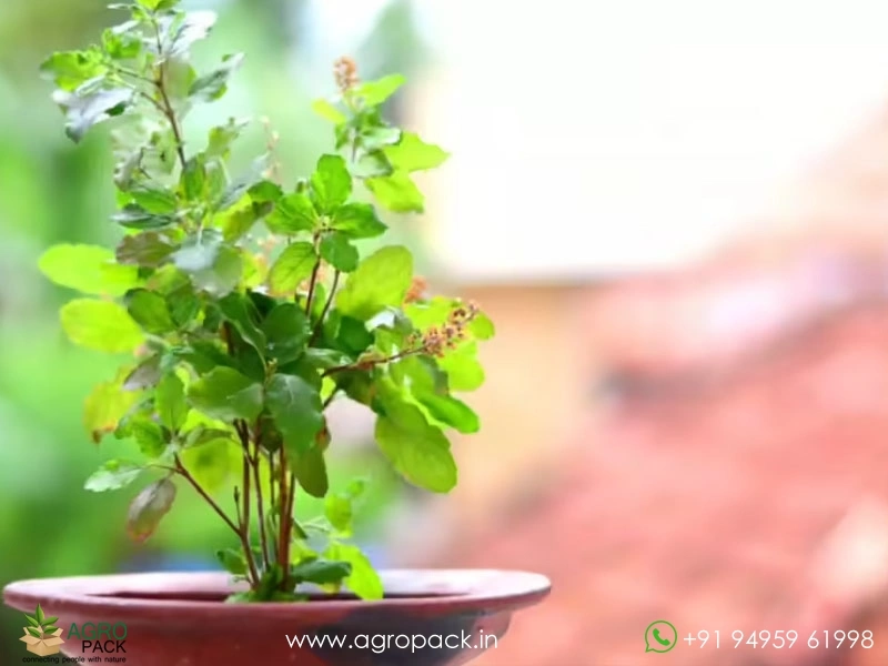 Tulsi-Holy-Basil-Ocimum-tenuiflorum3