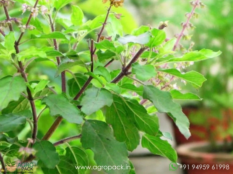 Tulsi-Holy-Basil-Ocimum-tenuiflorum4
