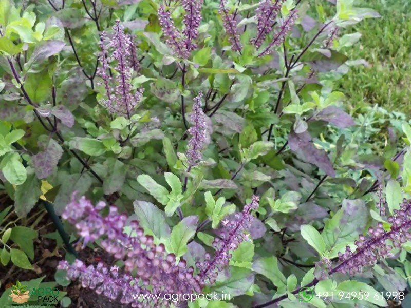 Tulsi-Holy-Basil-Ocimum-tenuiflorum5