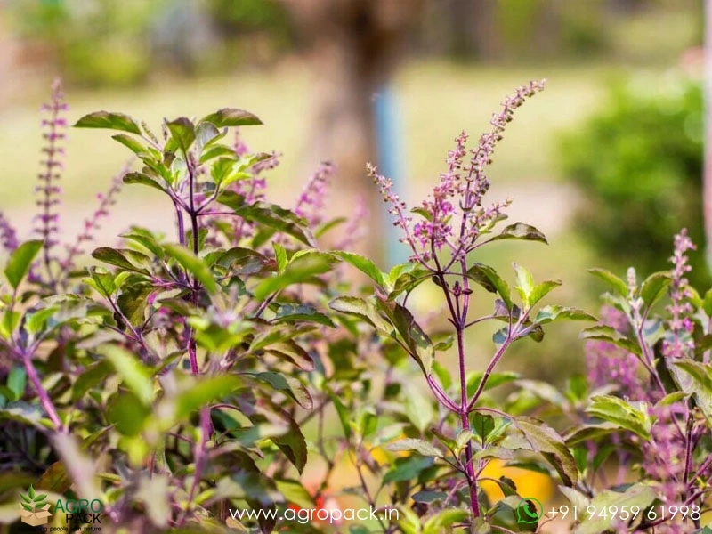 Tulsi-Holy-Basil-Ocimum-tenuiflorum6