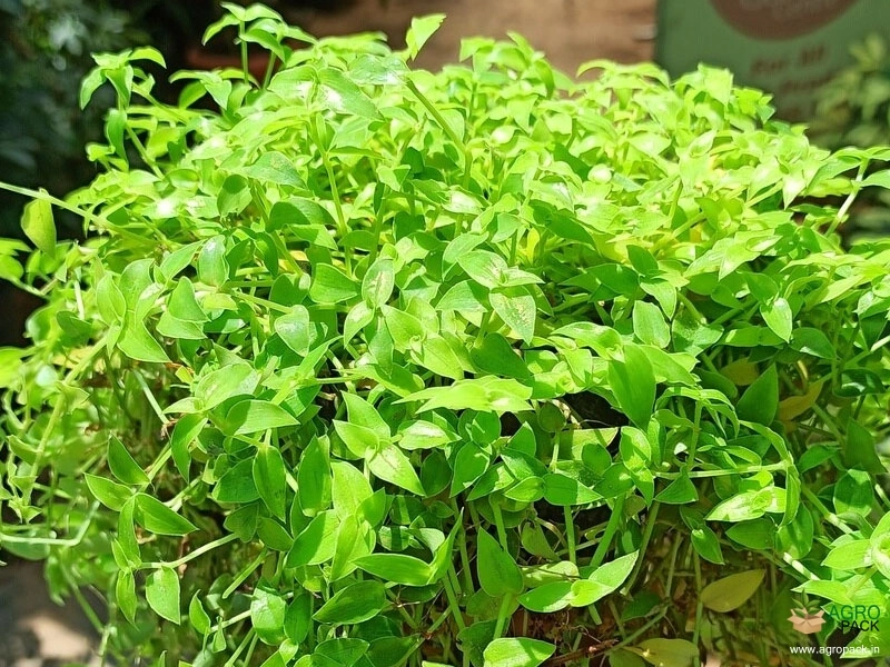 Turtle-Vine3