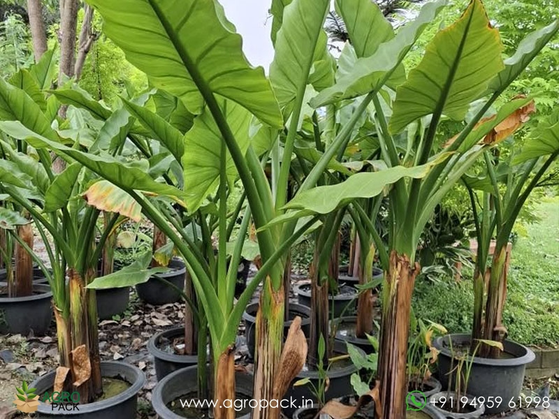 Typhonodorum-lindleyanum-Water-Banana4