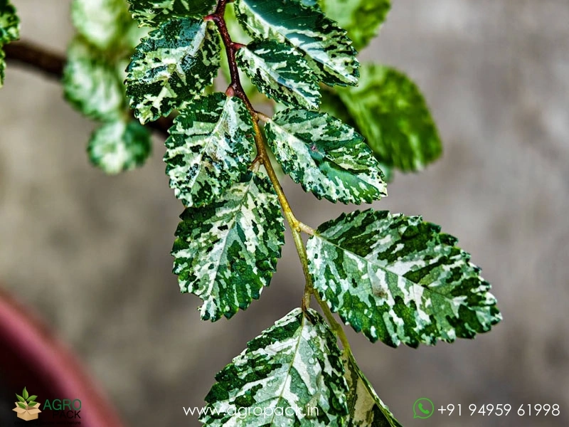 Ulmus-Parvifolia-Variegata1
