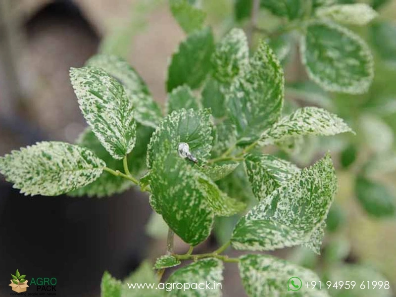 Ulmus-Parvifolia-Variegata2
