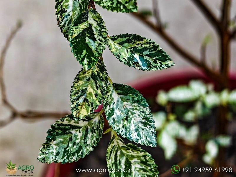 Ulmus-Parvifolia-Variegata3