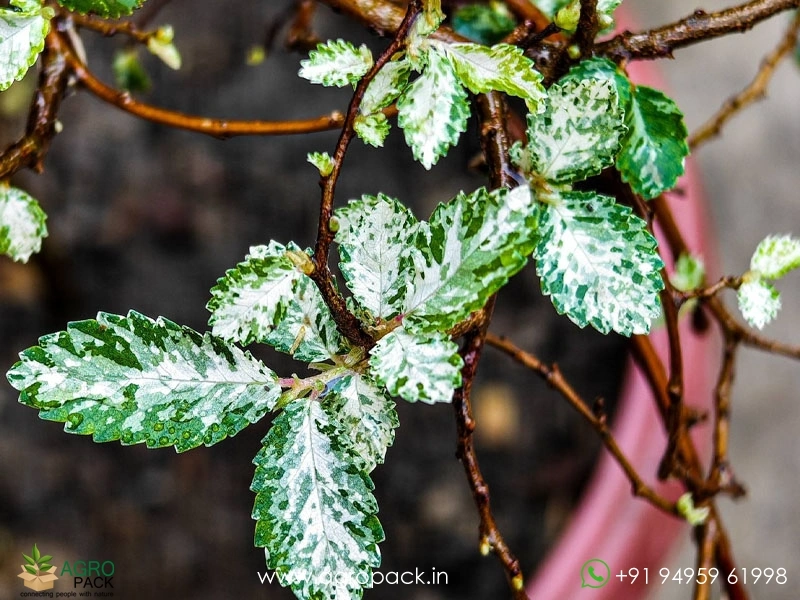 Ulmus-Parvifolia-Variegata4