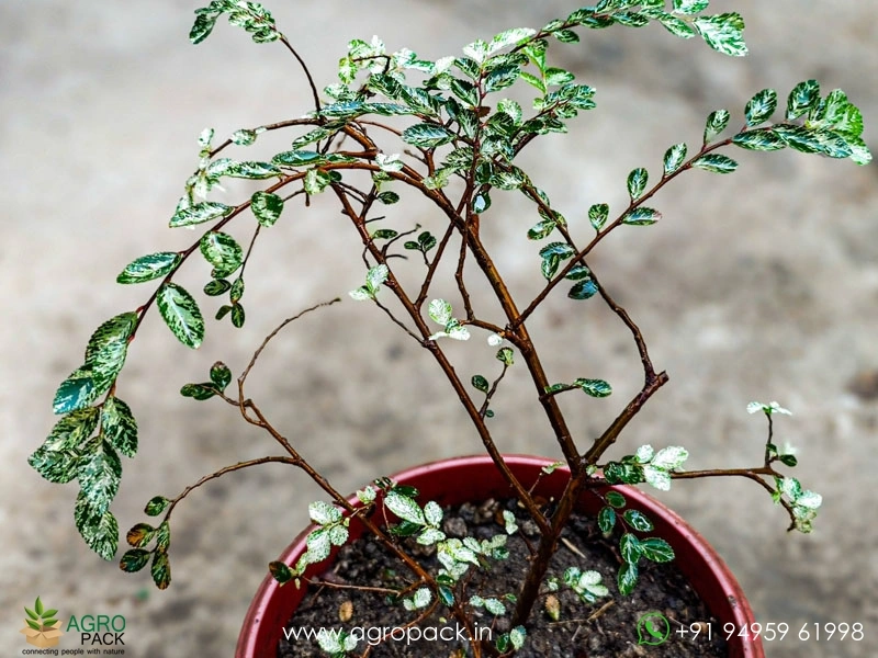 Ulmus-Parvifolia-Variegata5