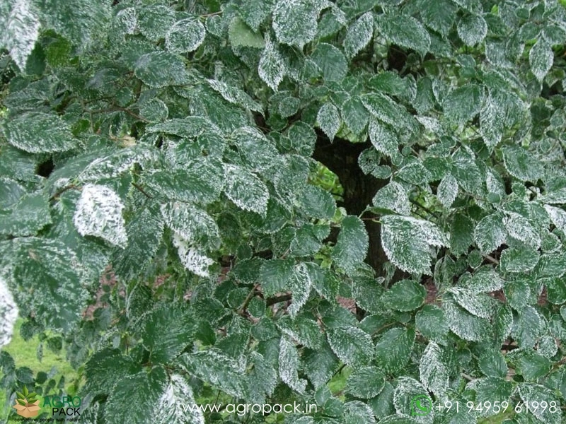 Ulmus-Parvifolia-Variegata6