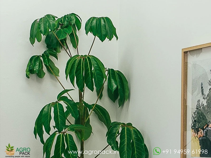 Umbrella-Tree-Green1