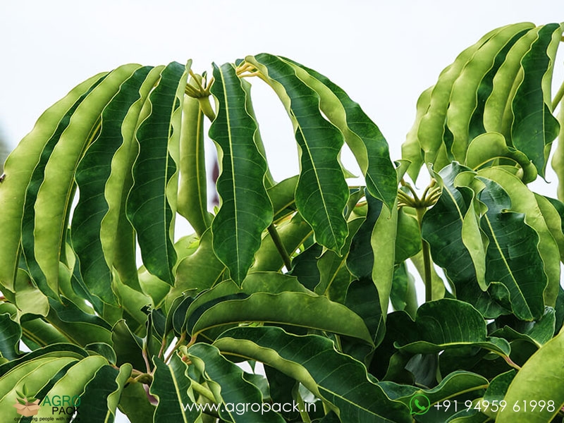 Umbrella-Tree-Green2
