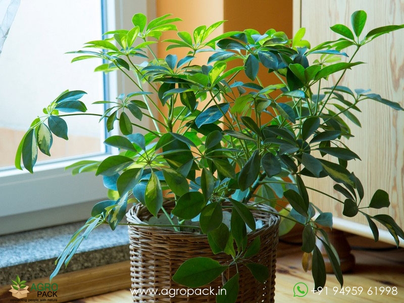 Umbrella-Tree-Green3