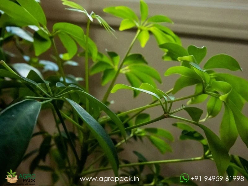 Umbrella-Tree-Green4
