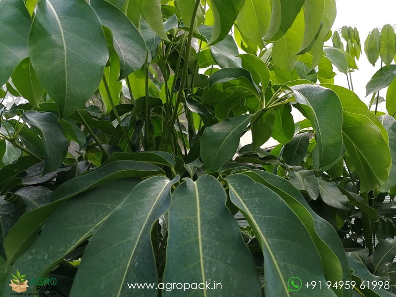 Umbrella-Tree-Green5