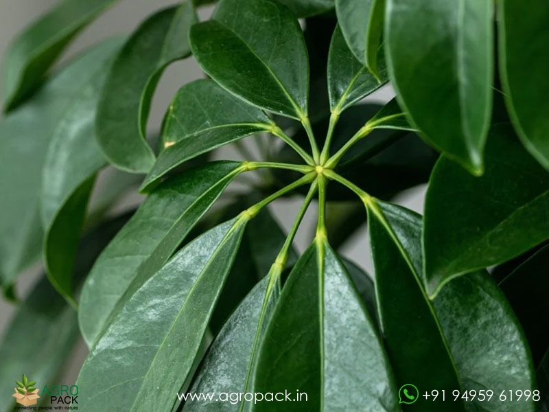 Umbrella-Tree-Green6