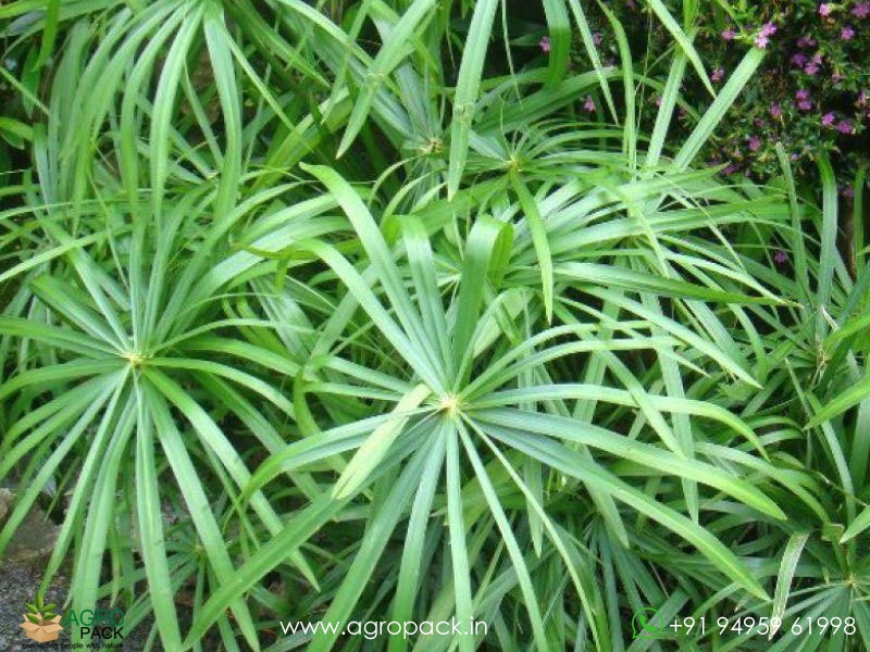 Umbrella-palm1