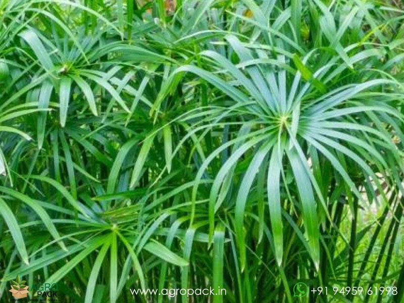 Umbrella-palm2
